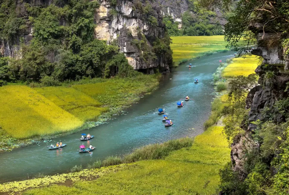 Best time for Tam Coc boat tour during the golden rice harvest season
