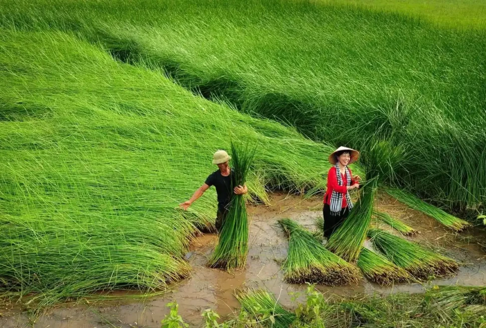Local artisans harvesting fresh sedge grass for traditional Kim Son woven crafts