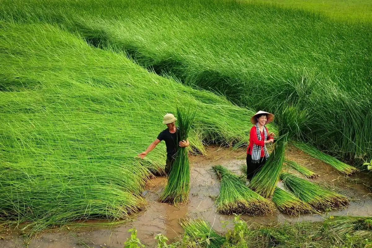 Local artisans harvesting fresh sedge grass for traditional Kim Son woven crafts