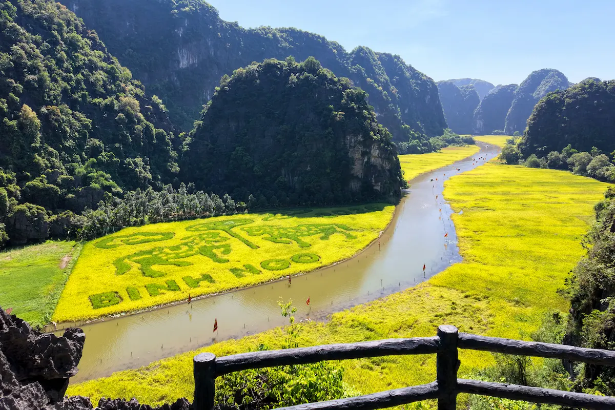 Tam Coc boat tour along Ngo Dong river surrounded by golden rice fields