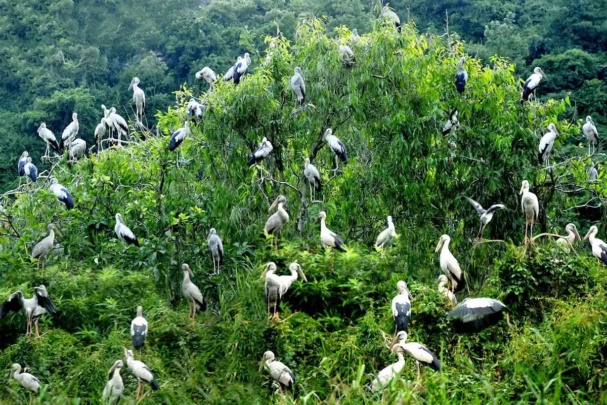 Flock of white storks nesting among lush trees at Thung Nham Bird Valley