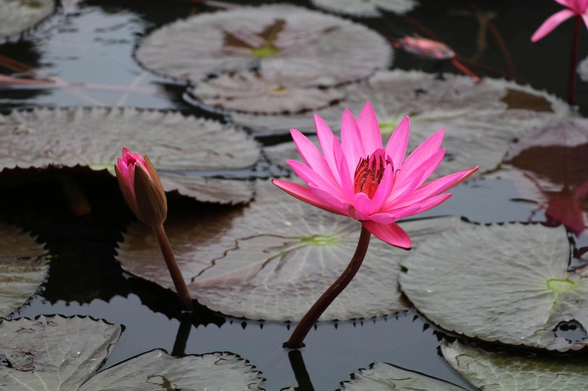 Pink water lilies blooming among lily pads in Tam Coc, Ninh Binh
