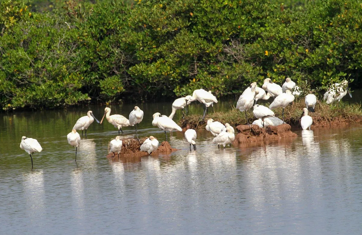 White spoonbills gathering in the wetlands of Xuan Thuy National Park