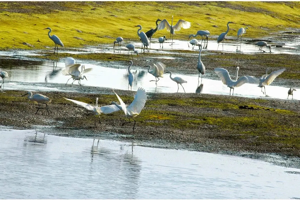 Egrets and herons feeding in the tidal wetlands of Xuan Thuy National Park