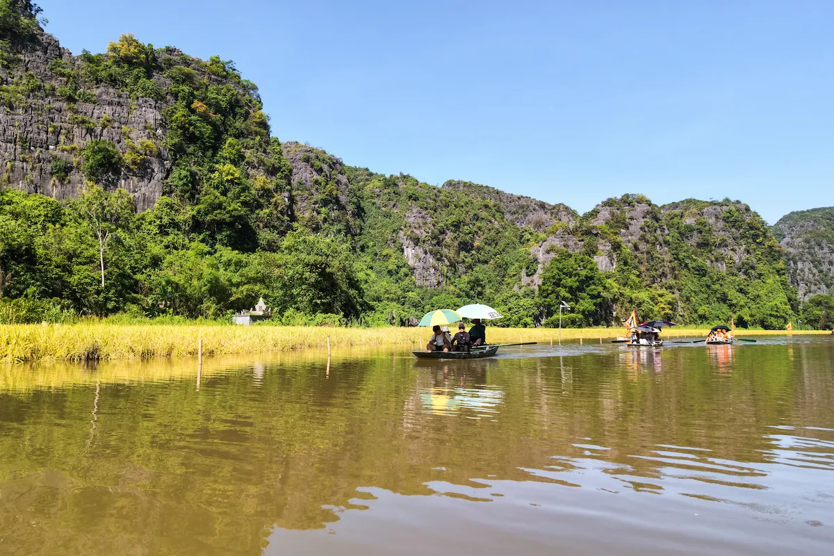 Rice harvest season in Tam Coc along the Ngo Dong River