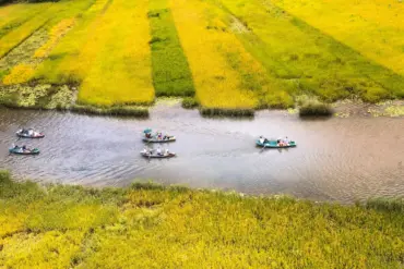 Rice harvest season in Ninh Binh with golden fields and traditional boats on the Ngo Dong River.