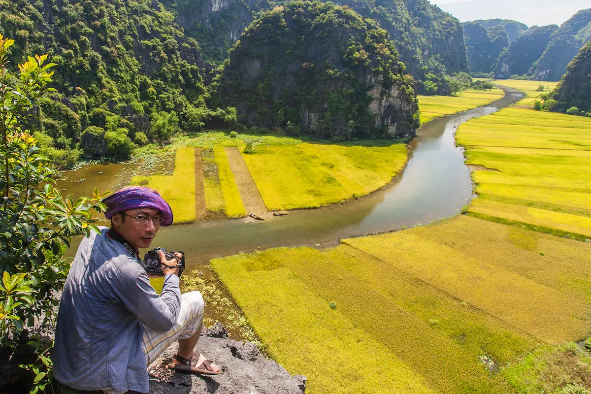 Tam Coc rice harvest with golden fields and limestone mountains in Ninh Binh