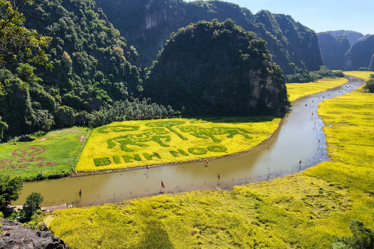 Rice harvest season in Ninh Binh with golden fields, limestone mountains, and the Ngo Dong River