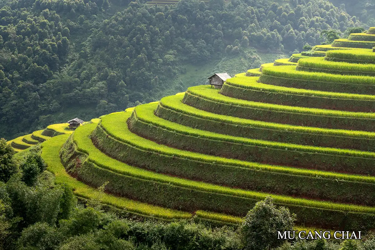 Mu Cang Chai terraced rice fields in northern Vietnam