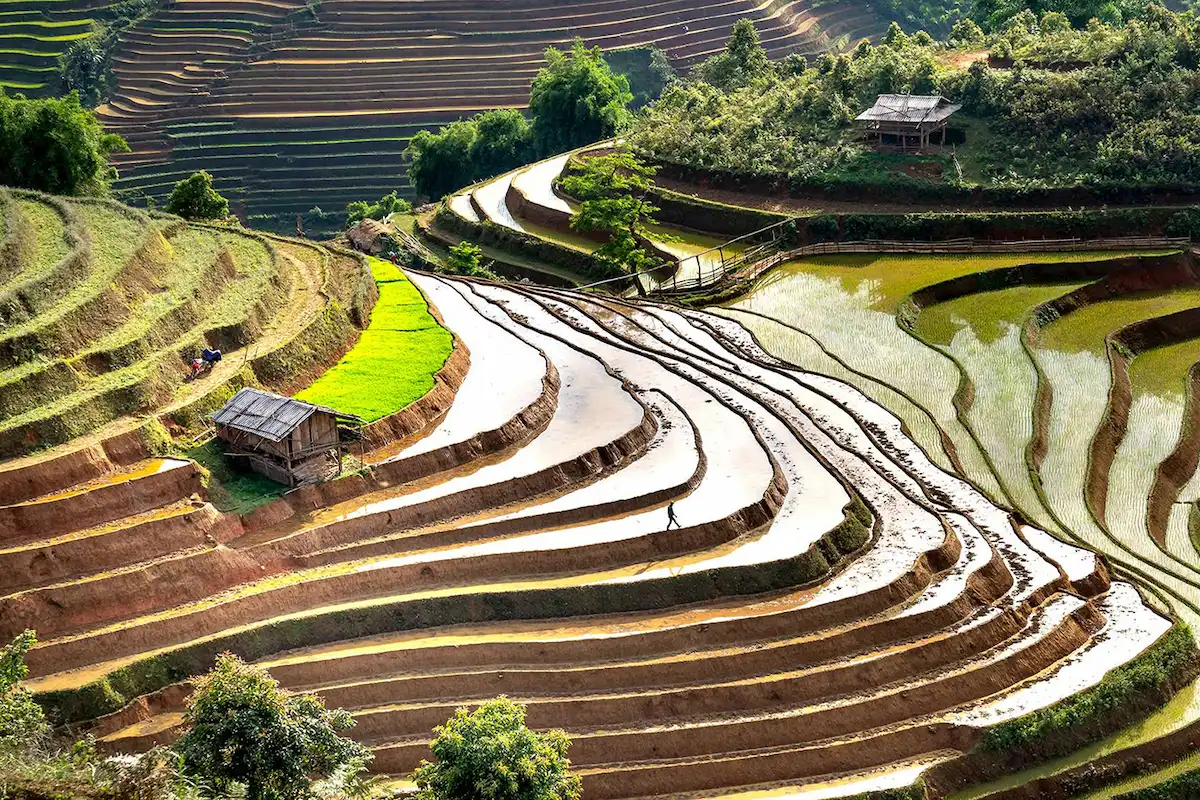 Water filled terraced rice fields on a Sapa trekking route